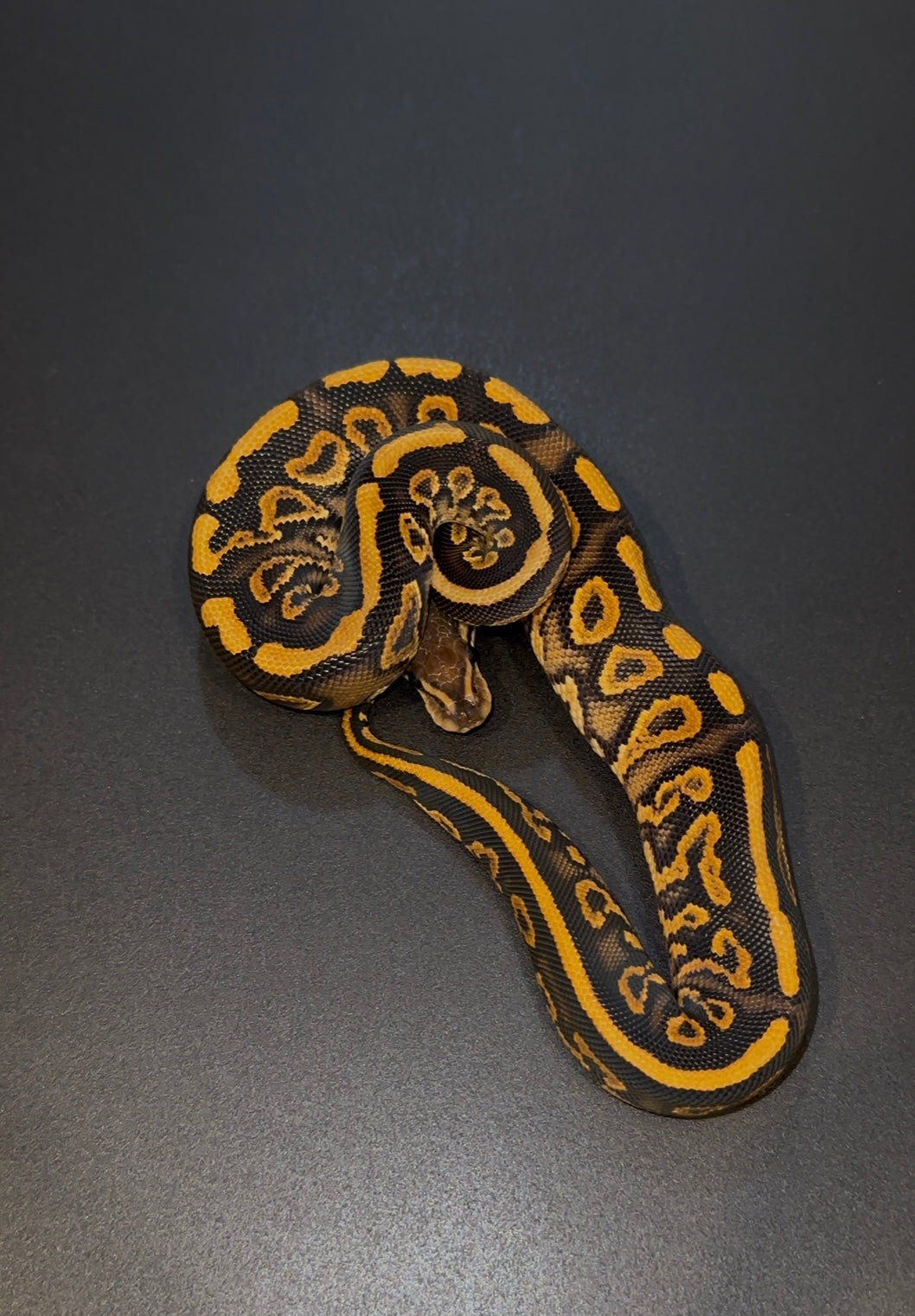 Black Pastel Yellow Belly/Gravel poss Redstripe het Clown hembra