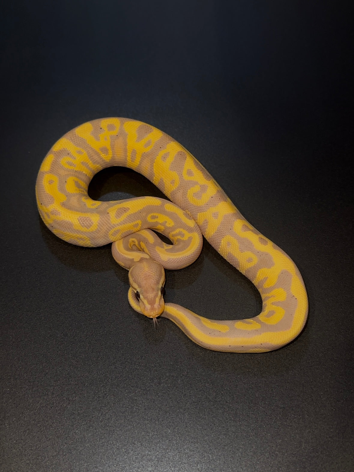 Banana Leopard YB het Sunset hembra
