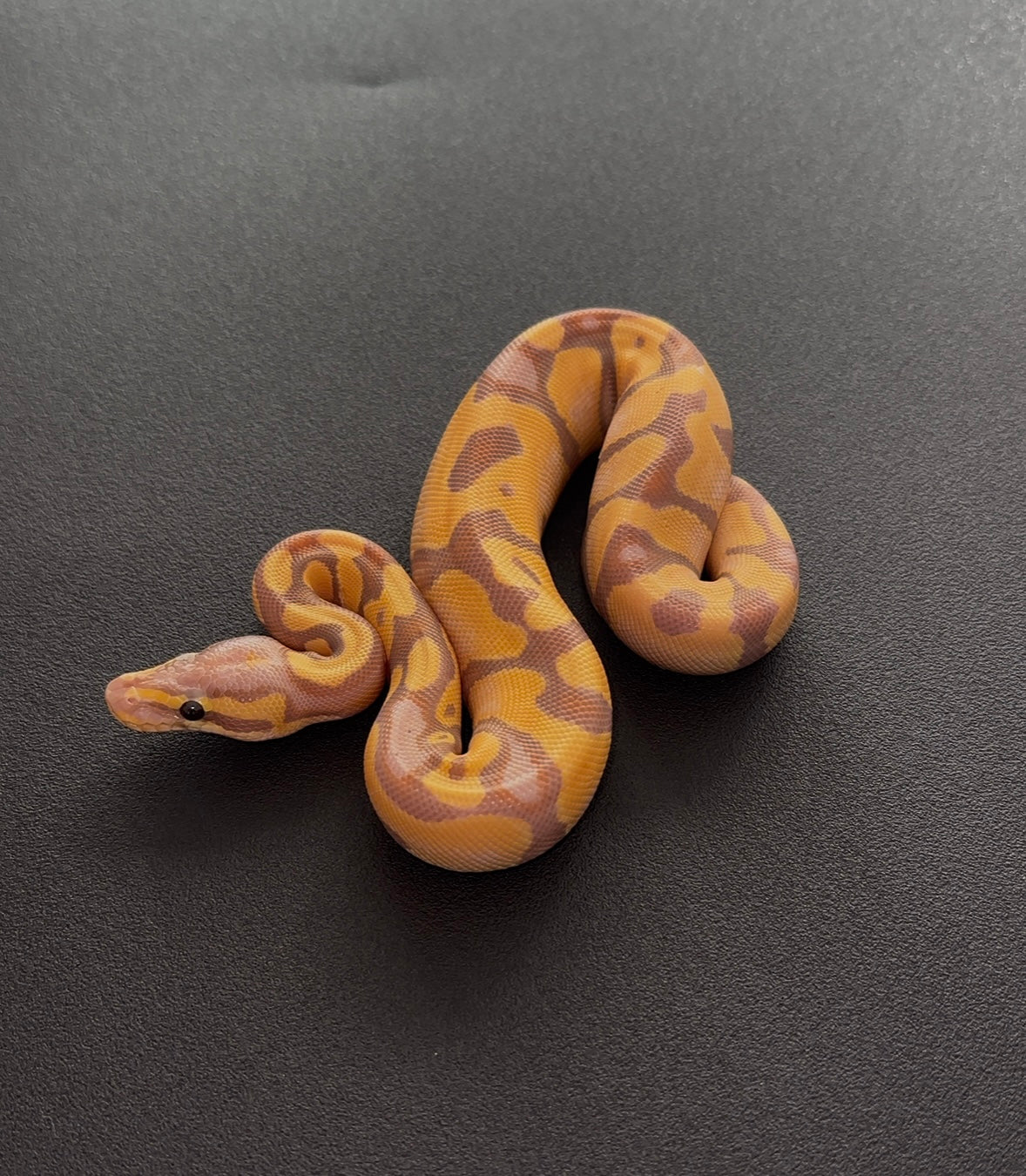 Banana OD Enchi het Pied macho