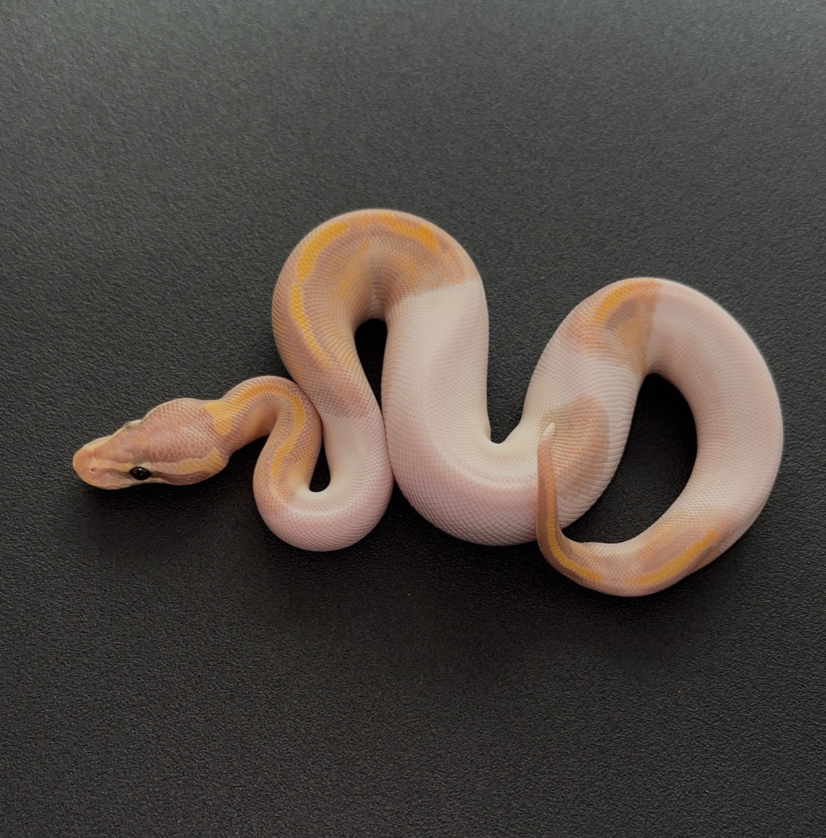 Banana Pied 50% het Hypo macho