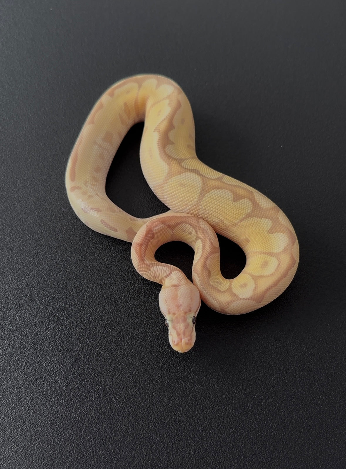 Banana Spider Specter OD + 50% het Hypo 100% het Clown hembra