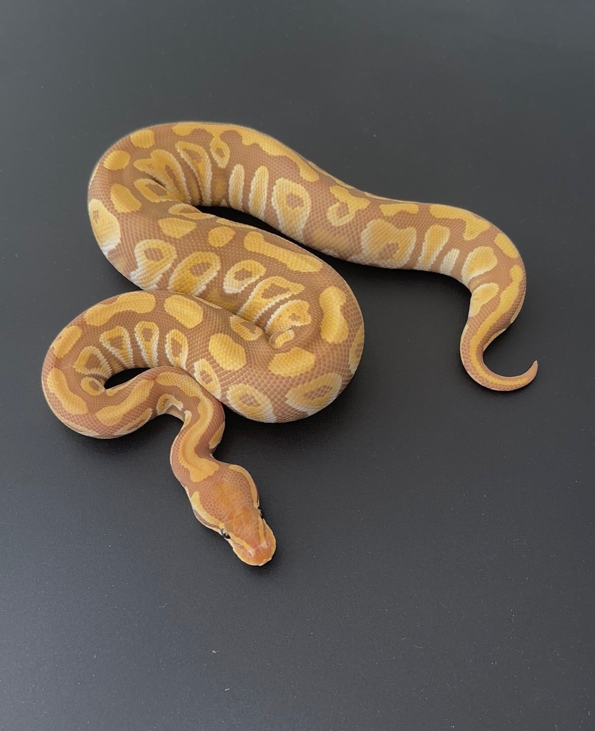 Mojave/Mystic YB Ultramel het Clown hembra