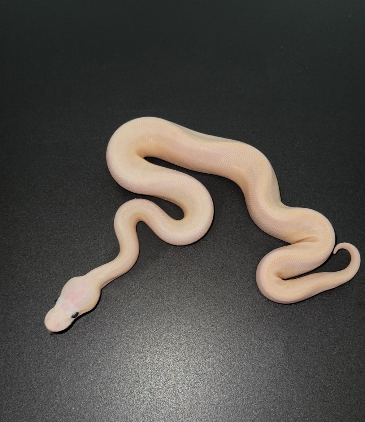 Leucistico (Mojave Bamboo) poss Banana macho