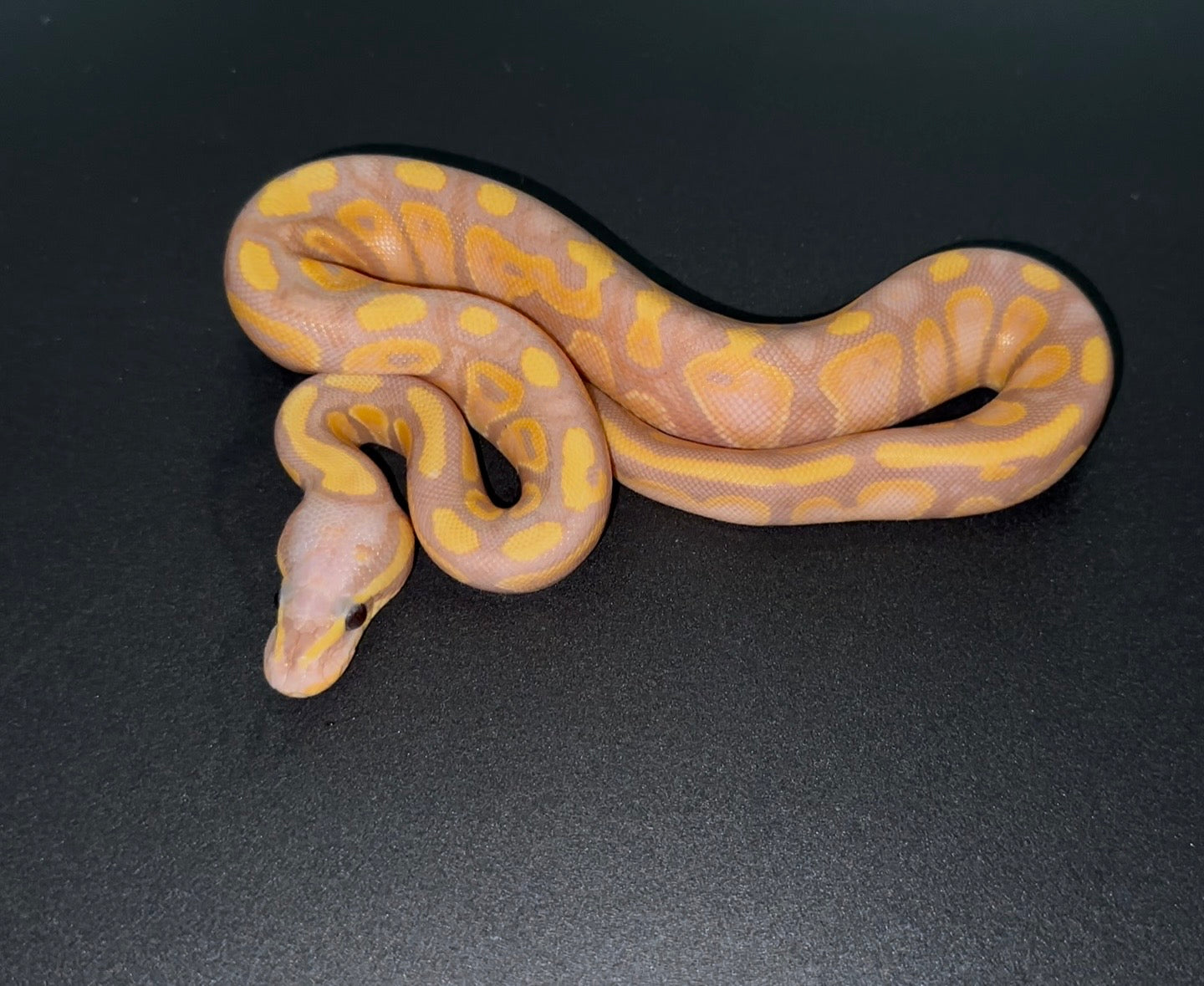 Banana OD YB poss Calico macho