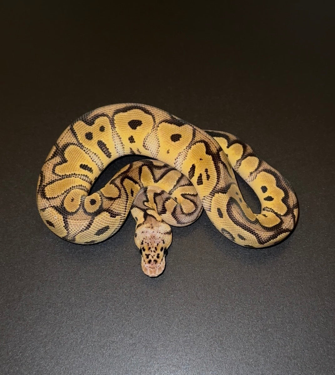 Clown Pastel Leopard het Desert Ghost hembra