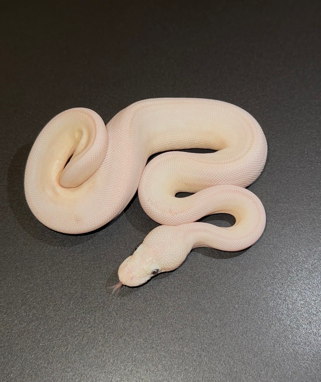 Leucistica (Mojave Lesser) 50% het Puzzle hembra