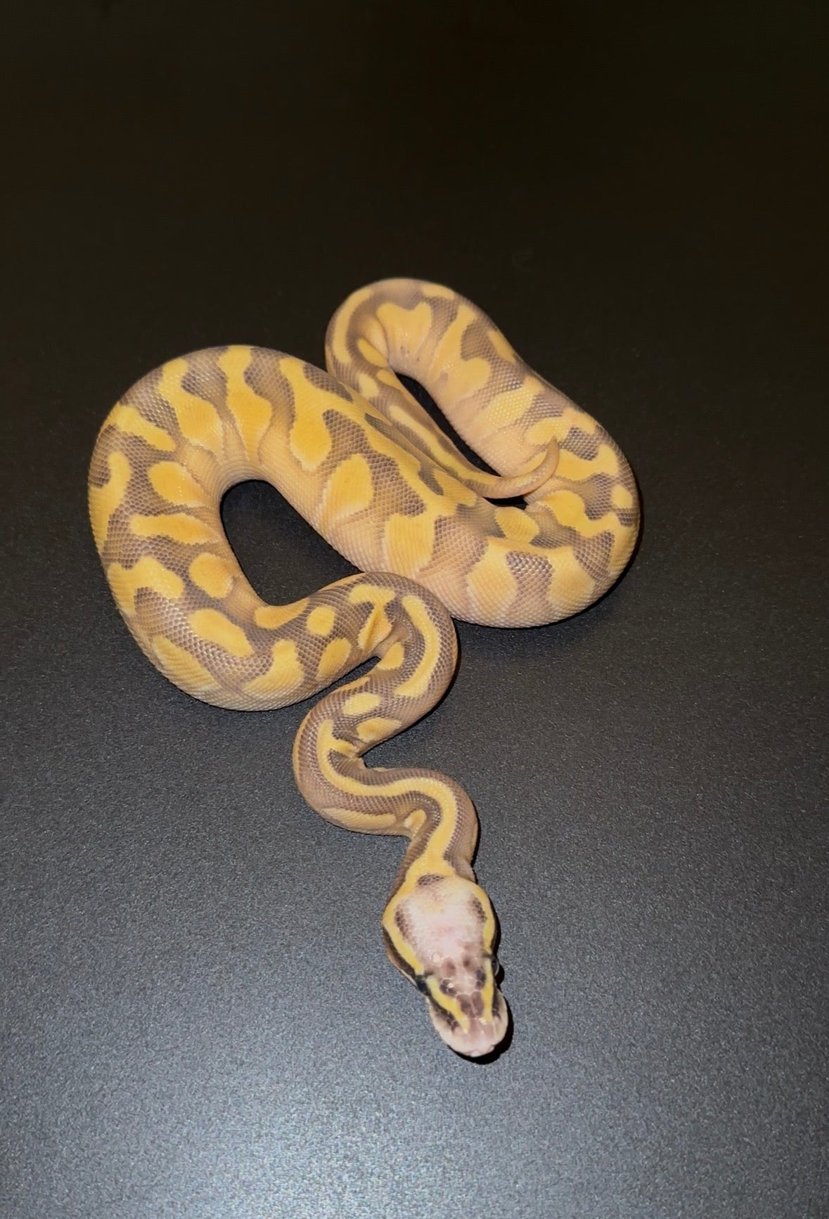 Super Pastel Lesser Fire Enchi YB OD 50% het Puzzle hembra
