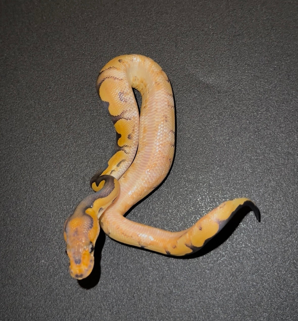 Desert Ghost Enchi Black Pastel Clown hembra poss YB