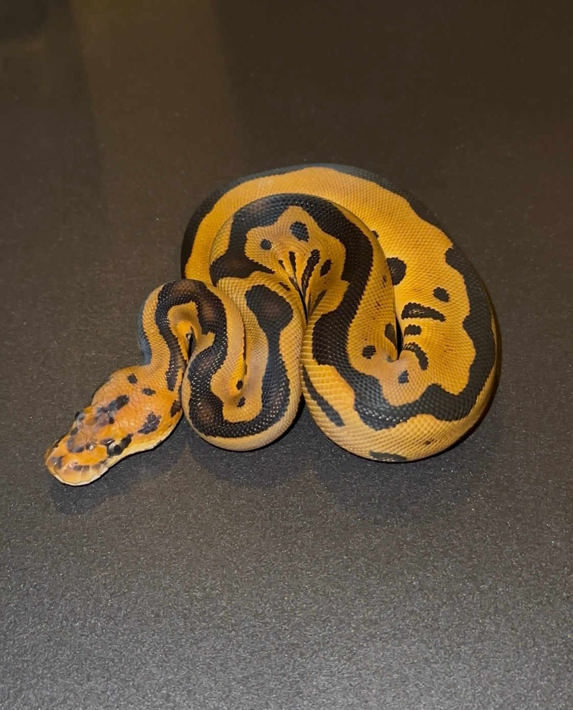 Leopard YB Clown + macho