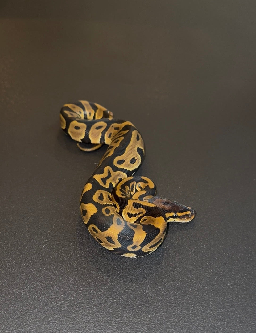 Leopard het Clown macho
