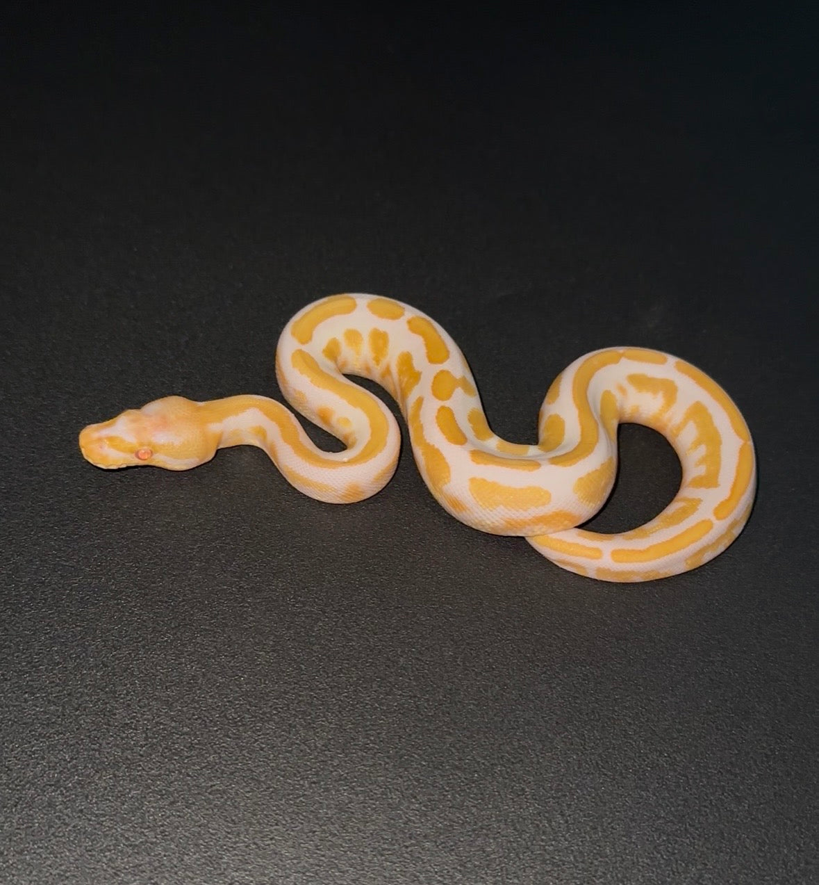 Candy Vanilla Mahogany YB ph Pied macho (preventa)