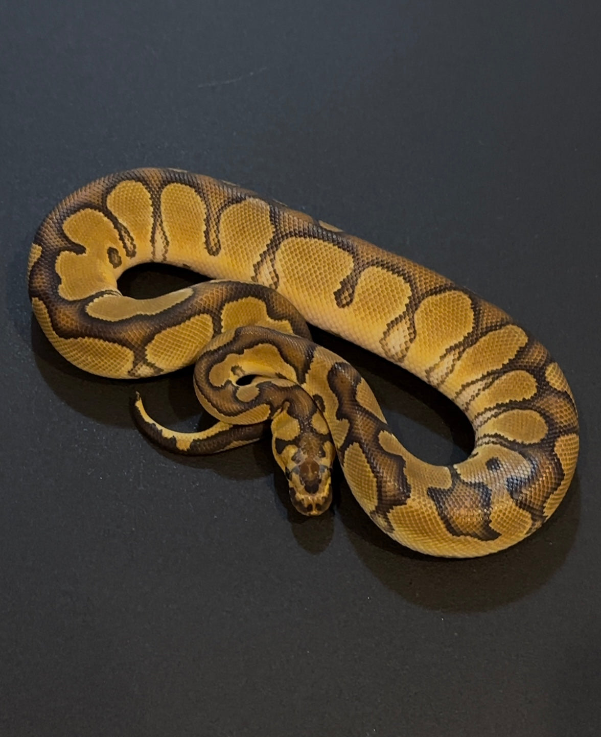Enchi Clown het Sunset macho