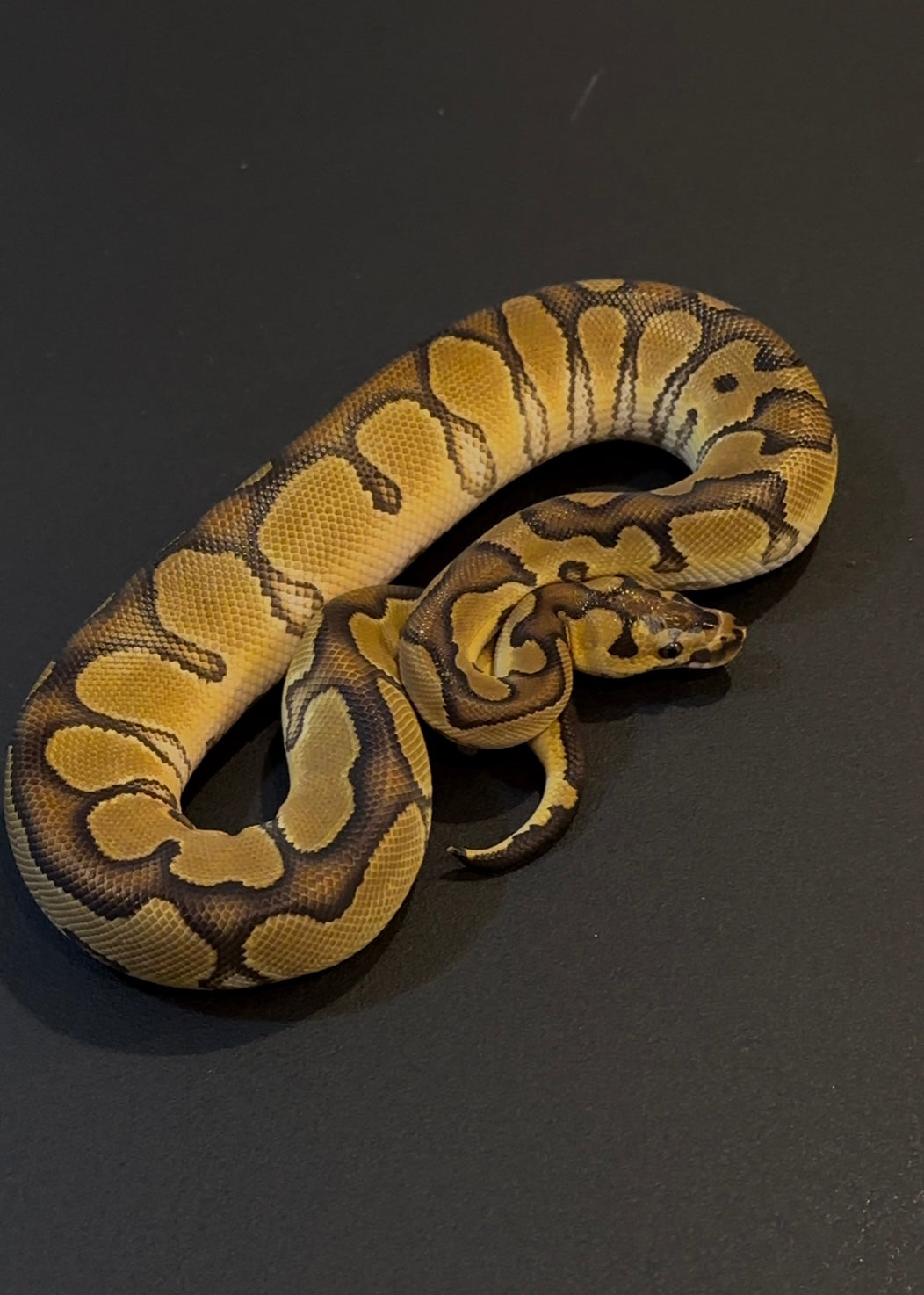Enchi Clown het Sunset macho