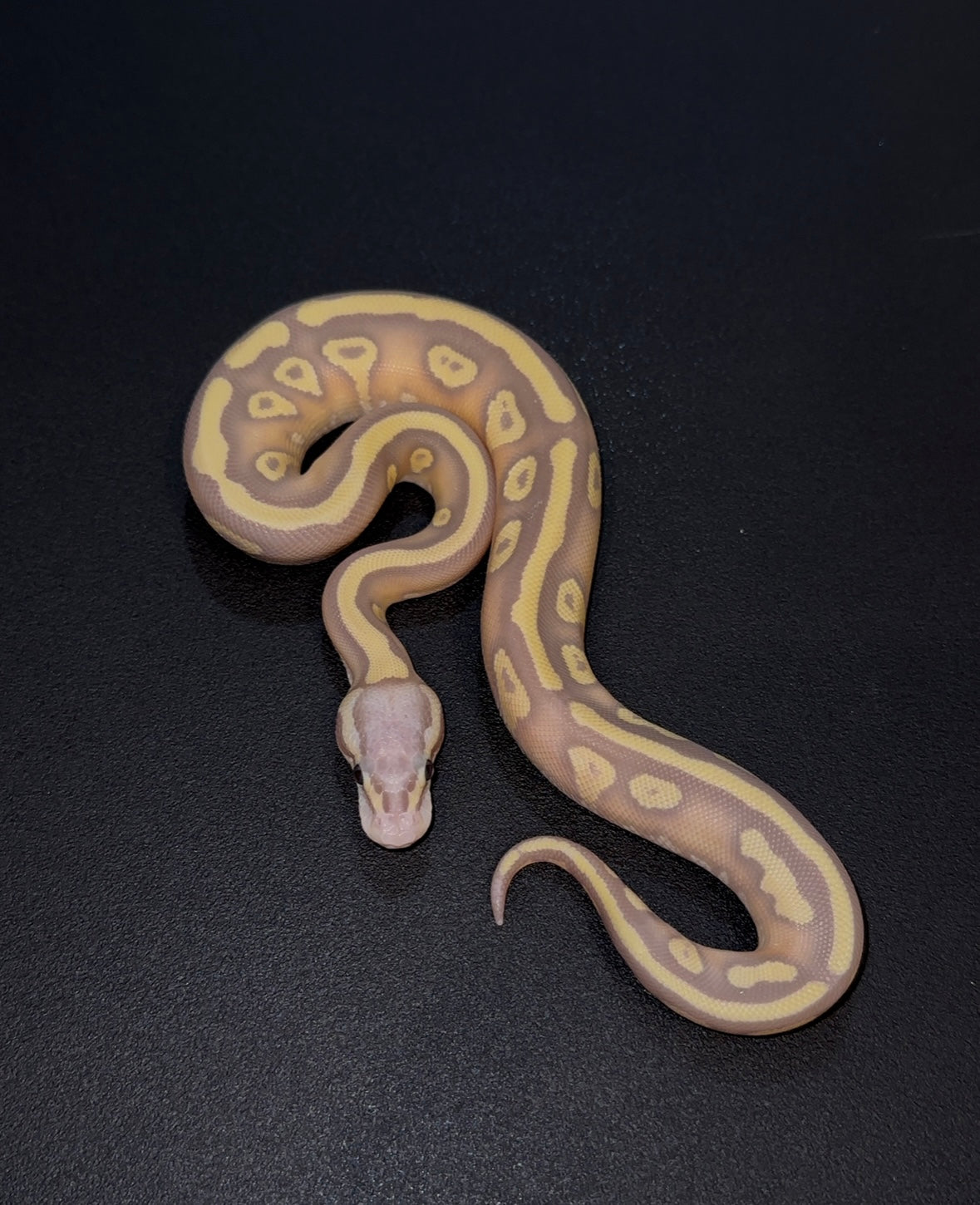 Banana OD YB Fire Mojave Pastel? het Clown hembra