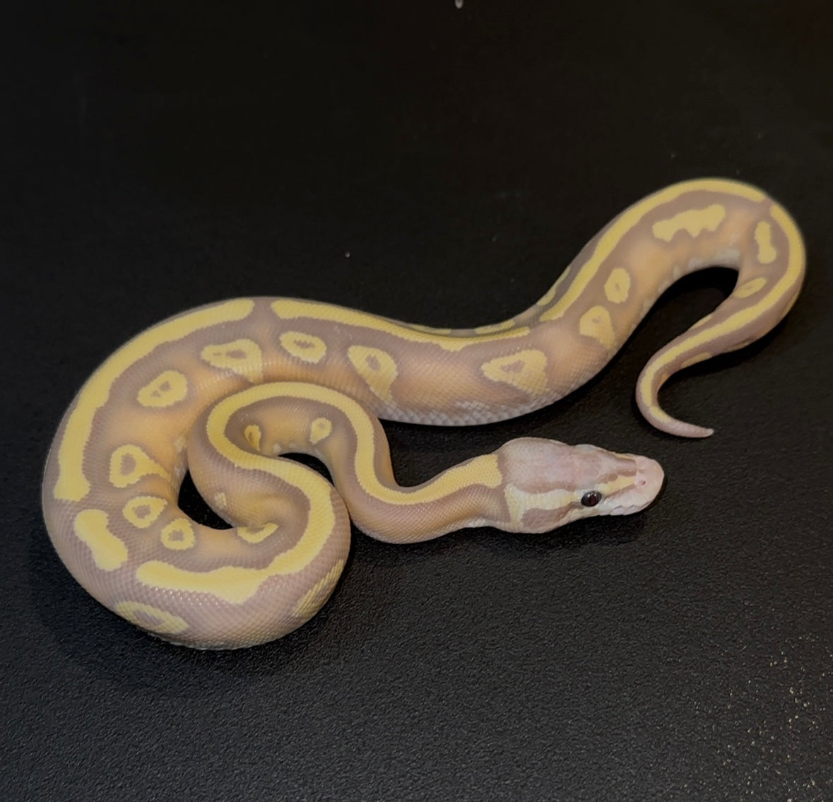 Banana OD YB Fire Mojave Pastel? het Clown hembra