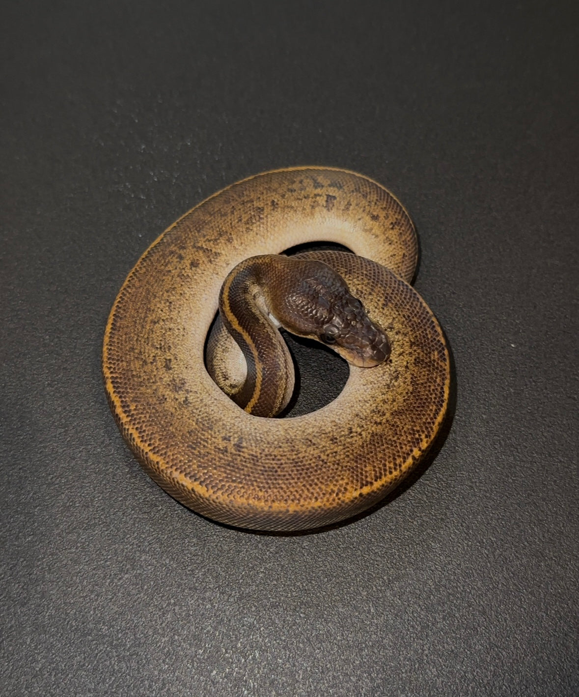 BH Mahogany Pinstripe Mystic? het Ultramel macho
