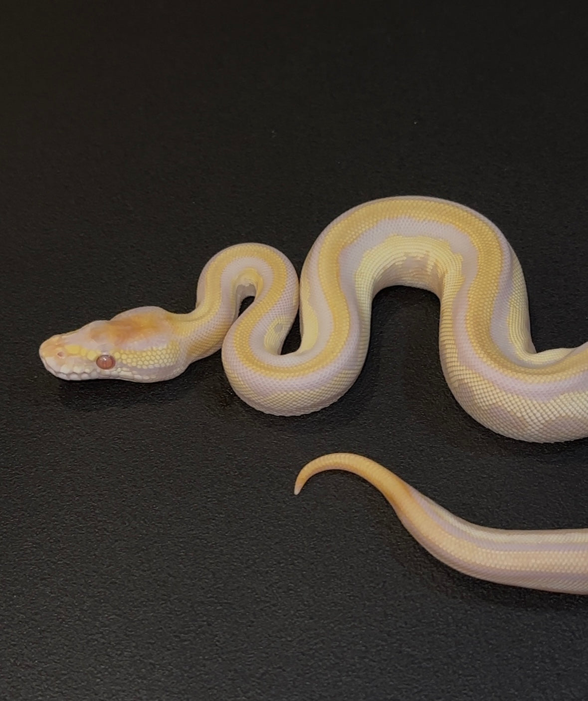 Blackhead Leopard Lesser YB Lavender Albino Axanthic TSK 50% het Pied hembra