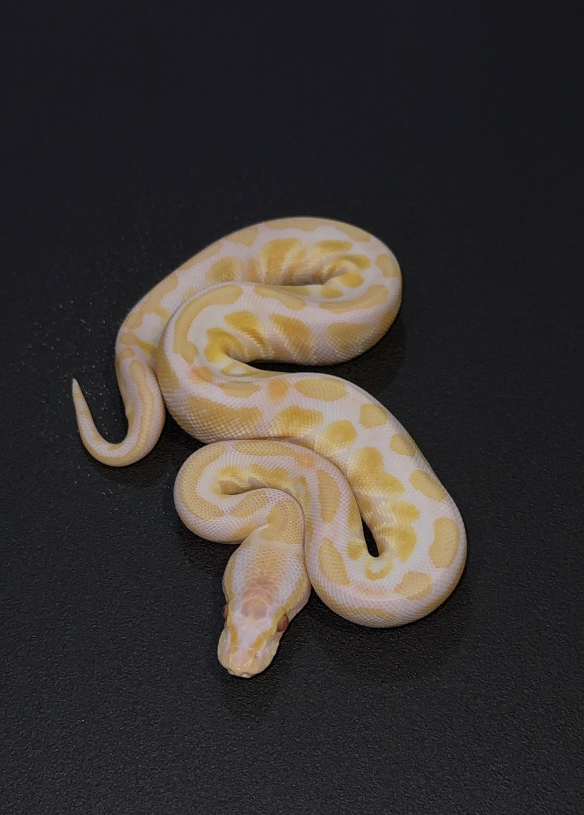 Blackhead Lavender Albino Axanthic TSK 50% het Pied macho