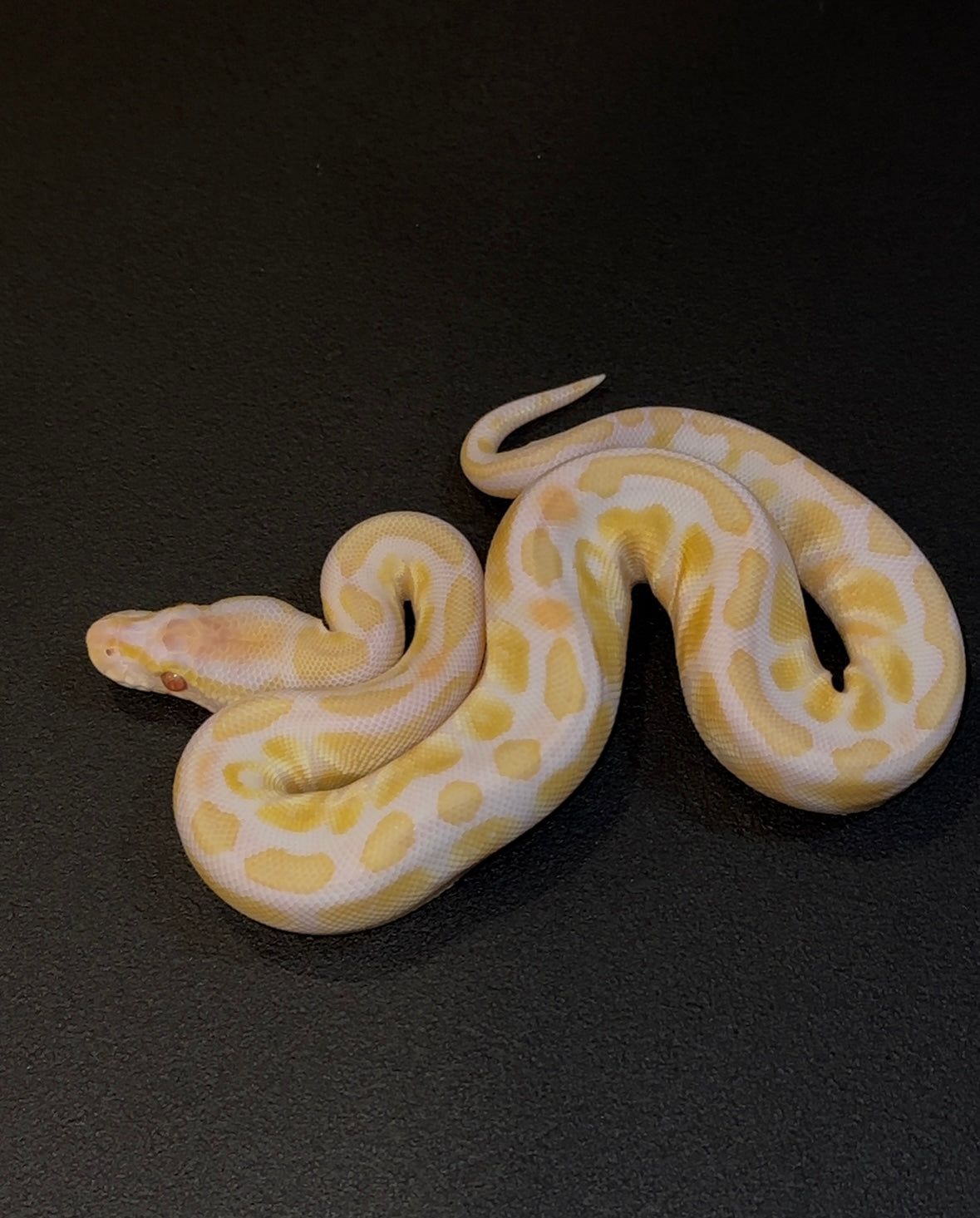 Blackhead Lavender Albino Axanthic TSK 50% het Pied macho