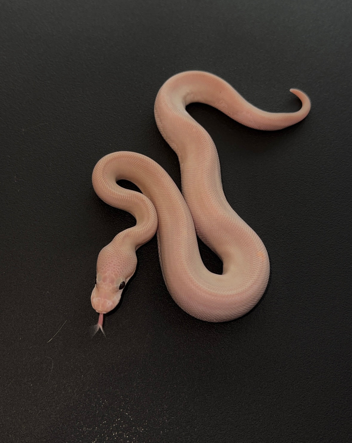 8 Ball (Black Pastel Cinnamon) Cypress Banana + macho