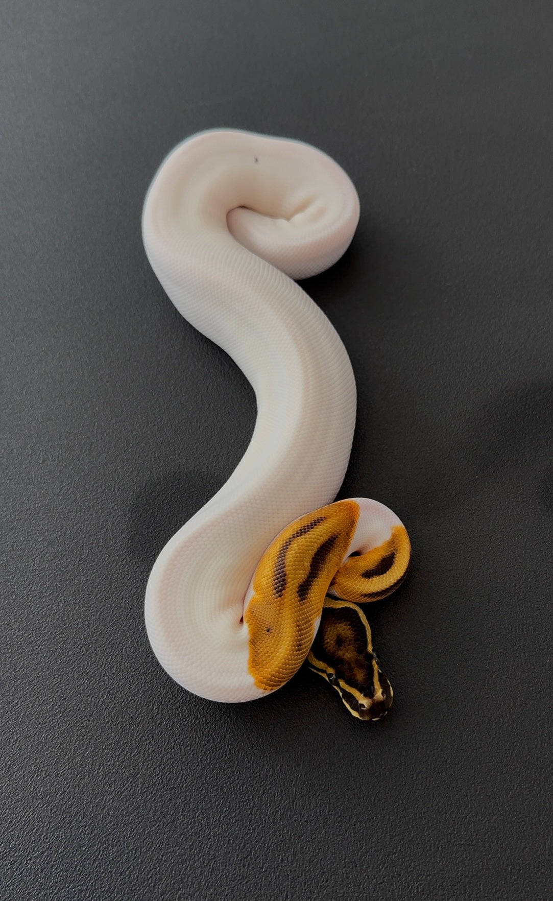 Leopard OD Pied het Ultramel hembra