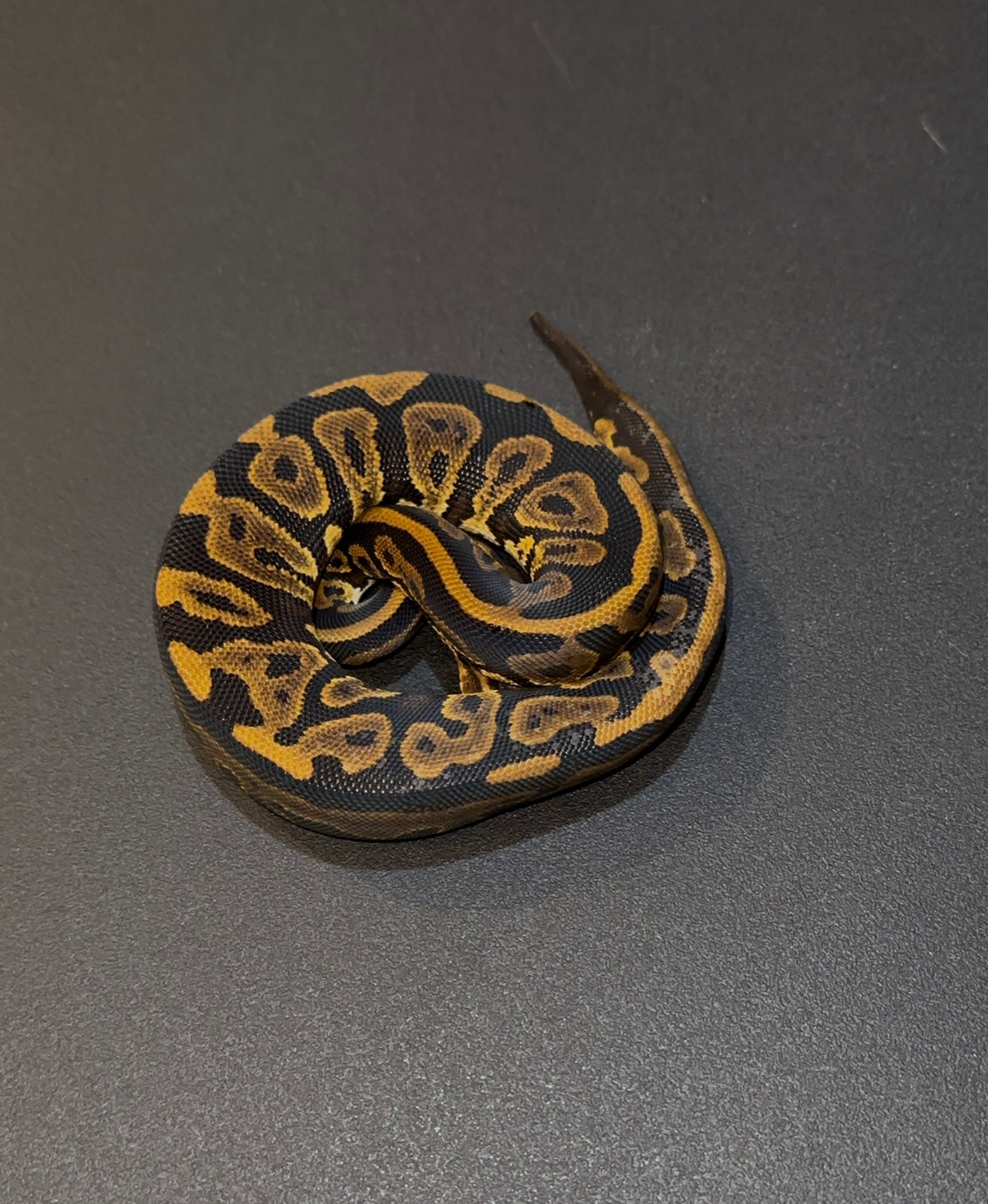 Mahogany? HRA? + 100% het Ultramel 50% DH Pied Hypo hembra