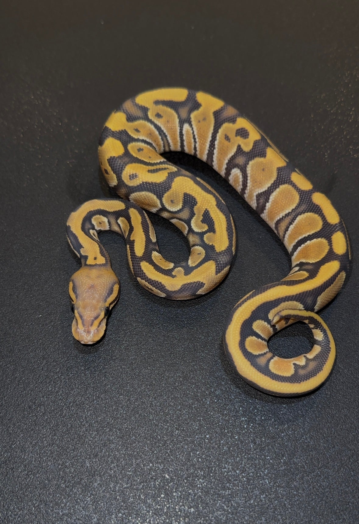 Hypo Chocolate Orange Dream 50% het DG macho