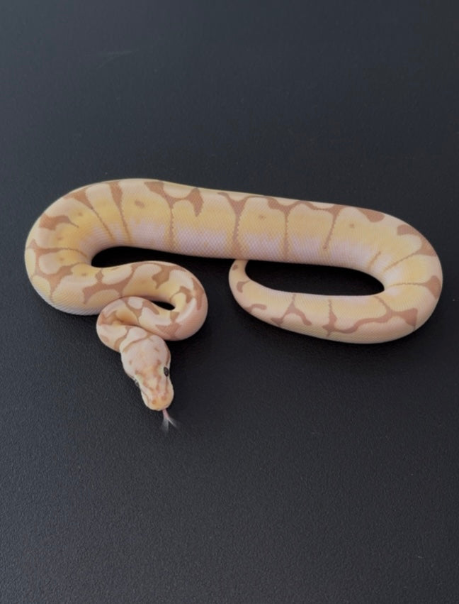 Spider Firefly Banana YB het Clown hembra