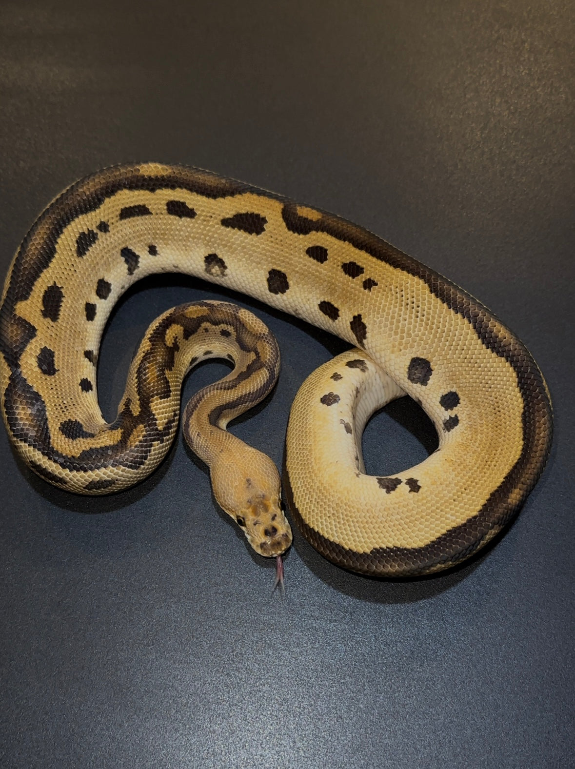 Redhead Leopard Clown macho (300 gramos).