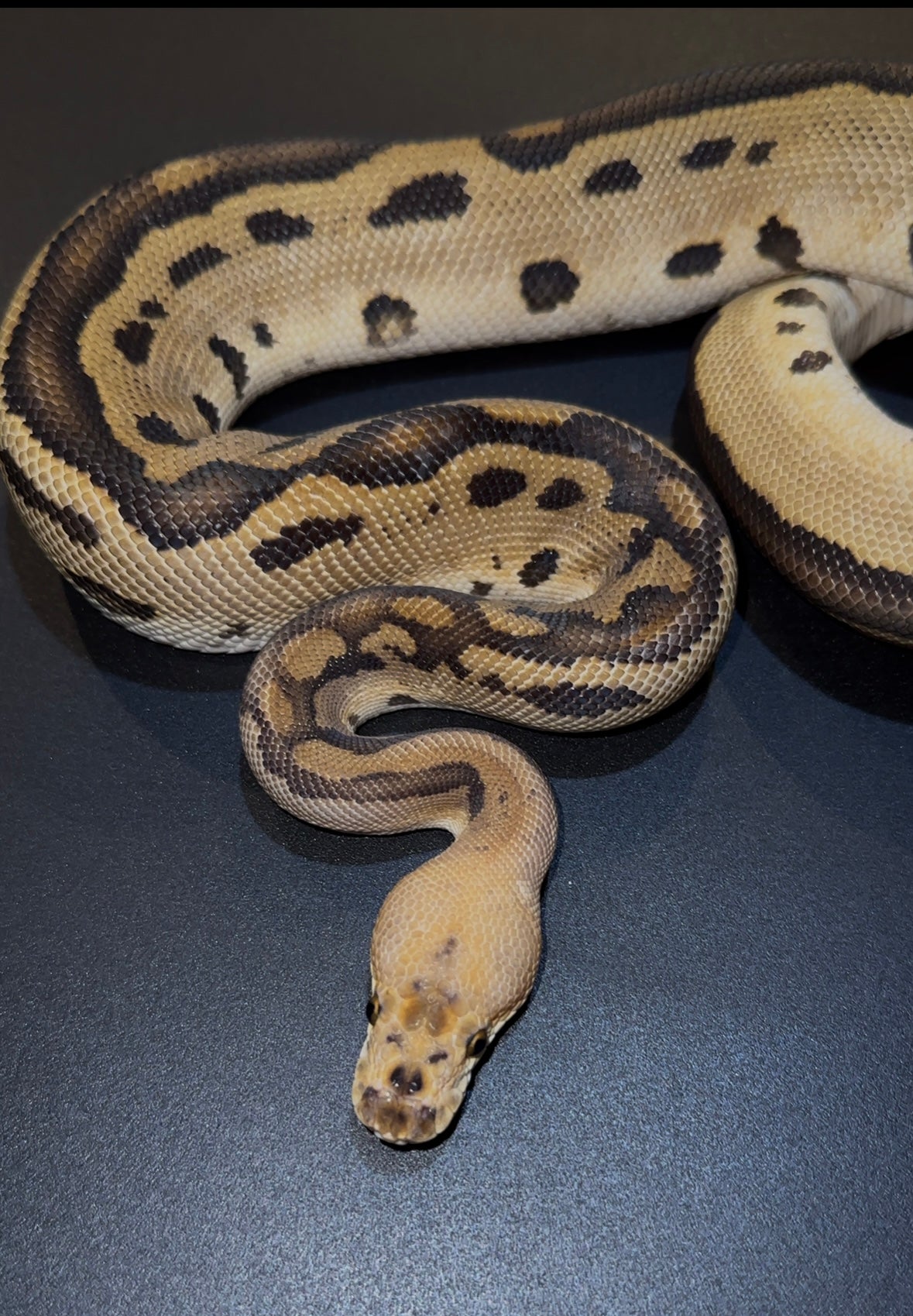 Redhead Leopard Clown macho (300 gramos).