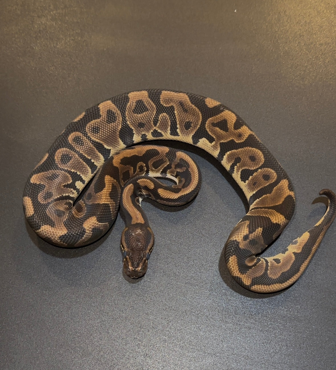 Leopard 100% het Hypo hembra