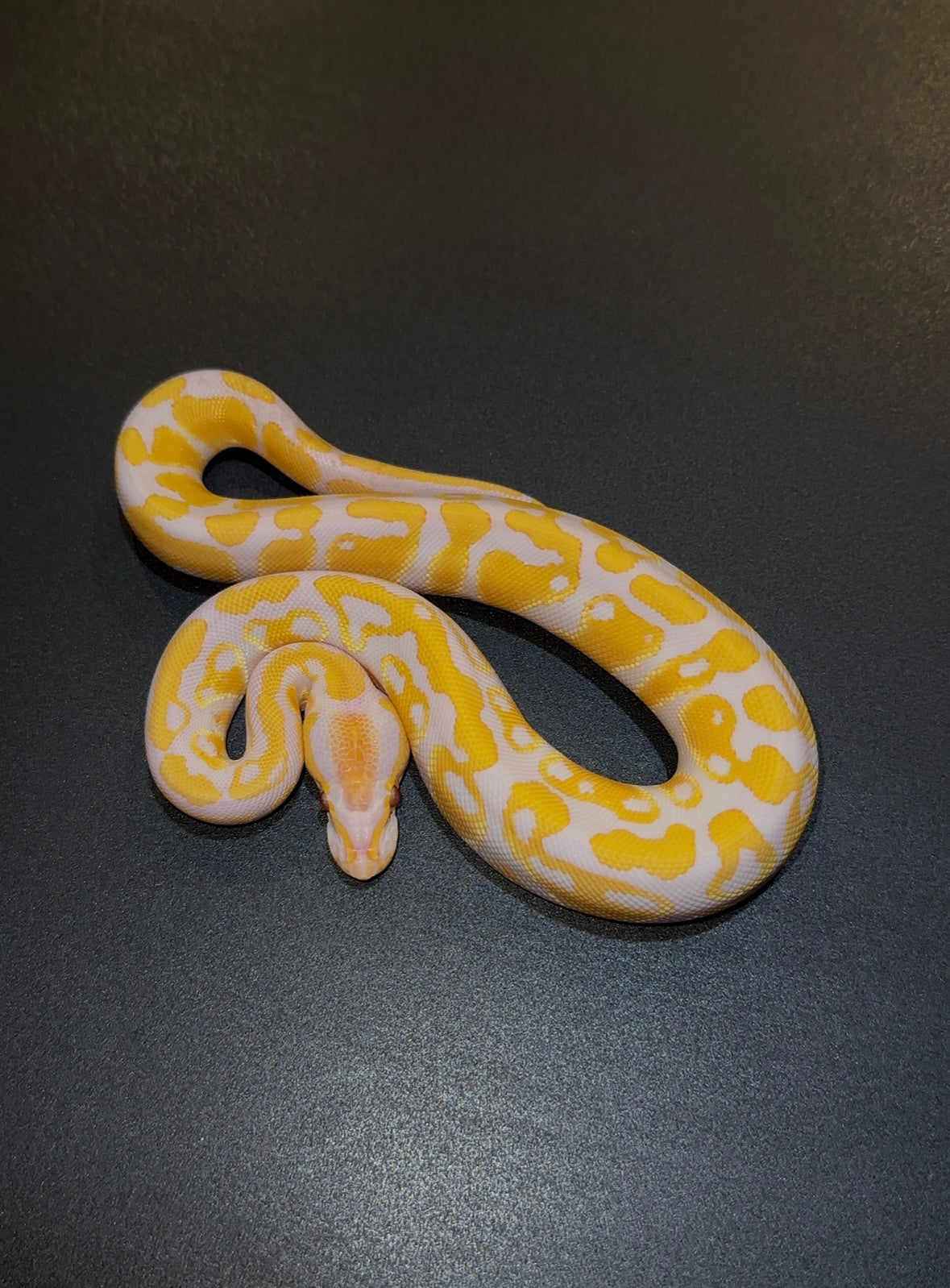Lavender Albino Yellow Belly poss Blackhead? 50% het Pied 66% het Ax TSK macho