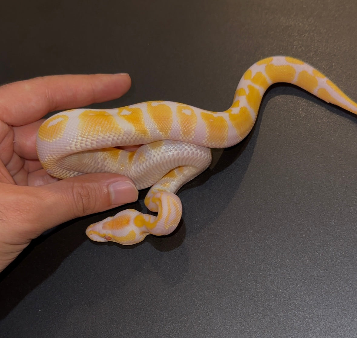 Lavender Albino Yellow Belly poss Blackhead? 50% het Pied 66% het Ax TSK macho