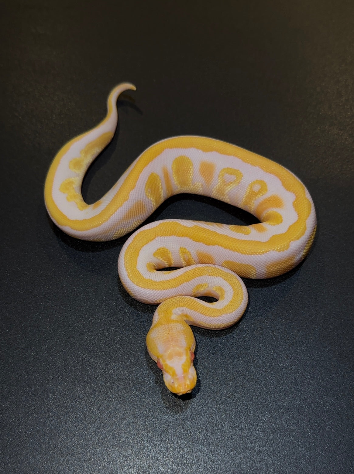 Candy/Candino Mahogany + 66% het Pied 50% het Clown macho