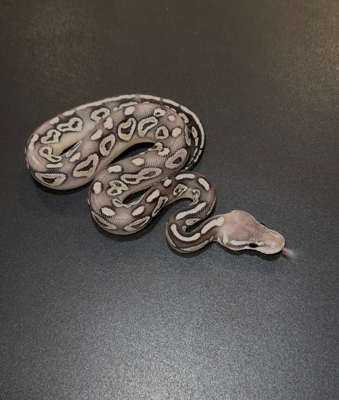 Mystic Mojave Pastel HRA/Cinnamon doble het Ultramel Clown macho