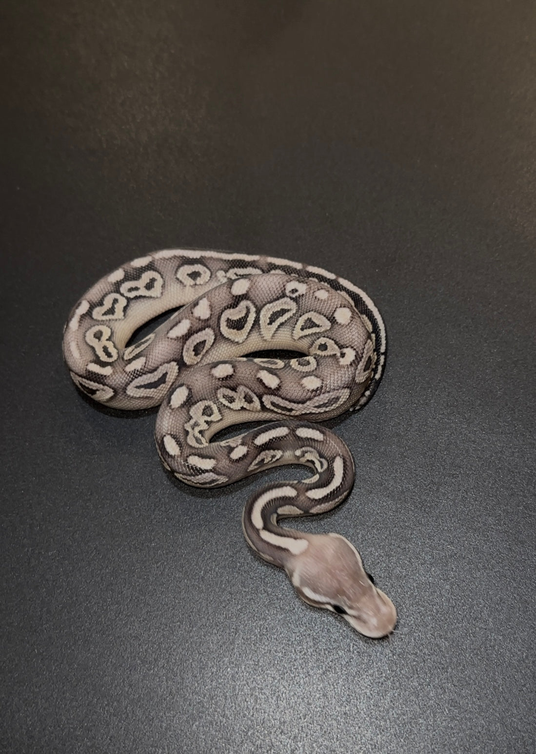 Mystic Mojave Pastel HRA/Cinnamon doble het Ultramel Clown macho