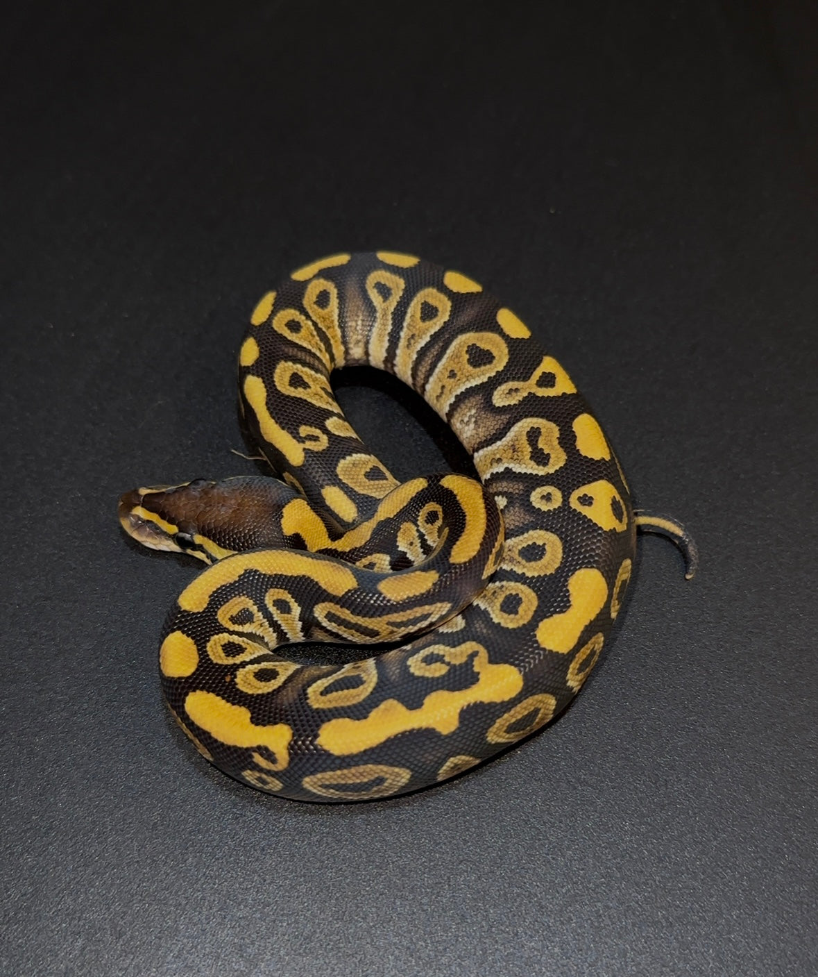 Mystic/Mojave YB 100% doble het Ultramel Clown