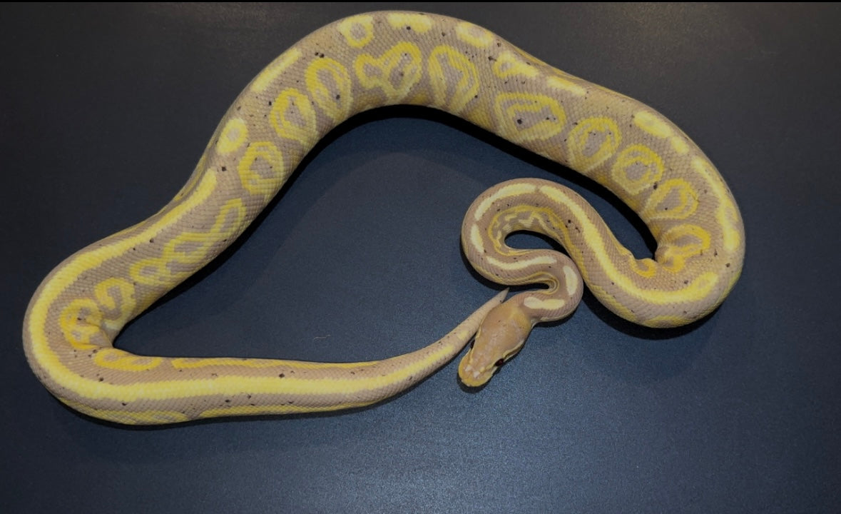 Banana Black Pastel Hurricane macho adulto probado