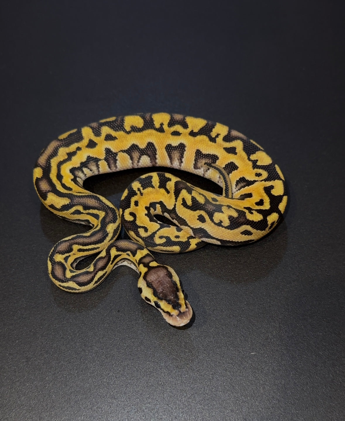 Pastel Puzzle hembra