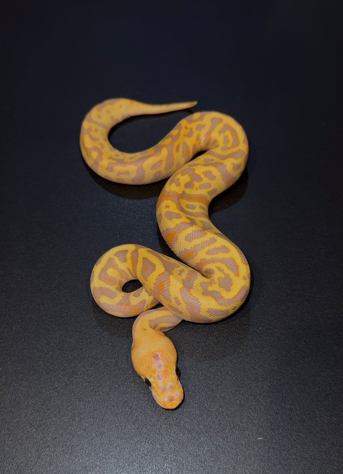Banana Confusion Hurricane Clown hembra