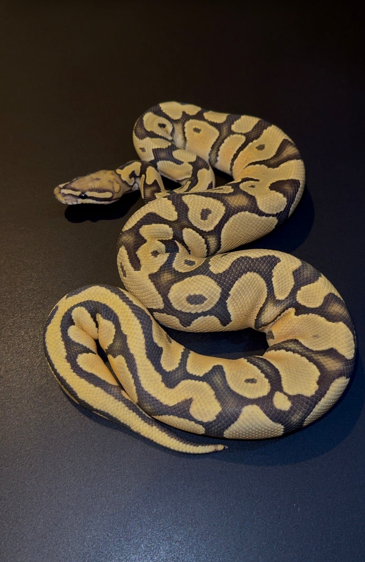 Orange Dream Hypo het Pied hembra 400 gramos