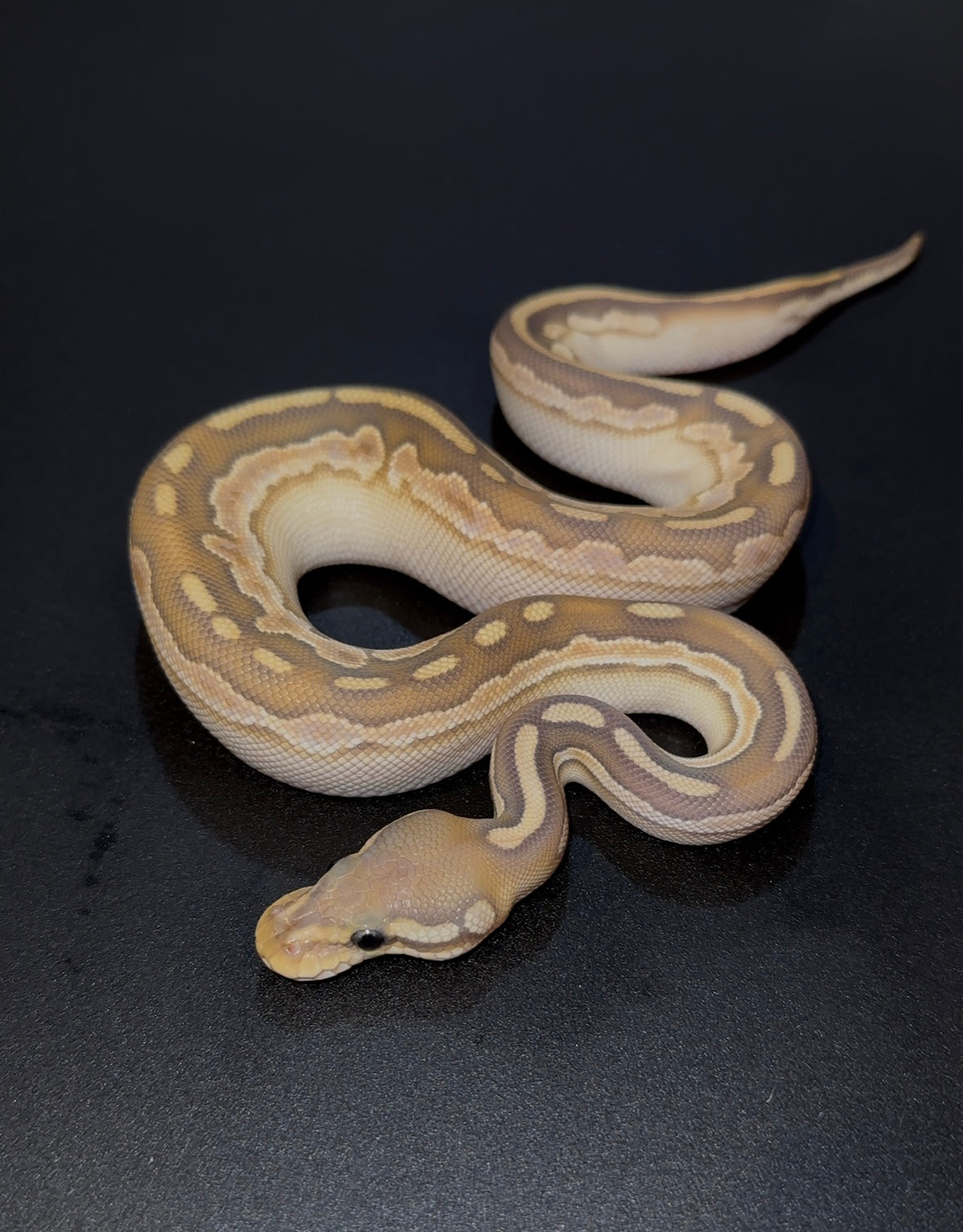 Black Pastel OD Lesser Calico YB Hypo hembra