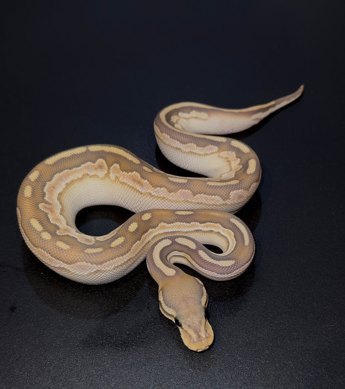 Black Pastel OD Lesser Calico YB Hypo hembra