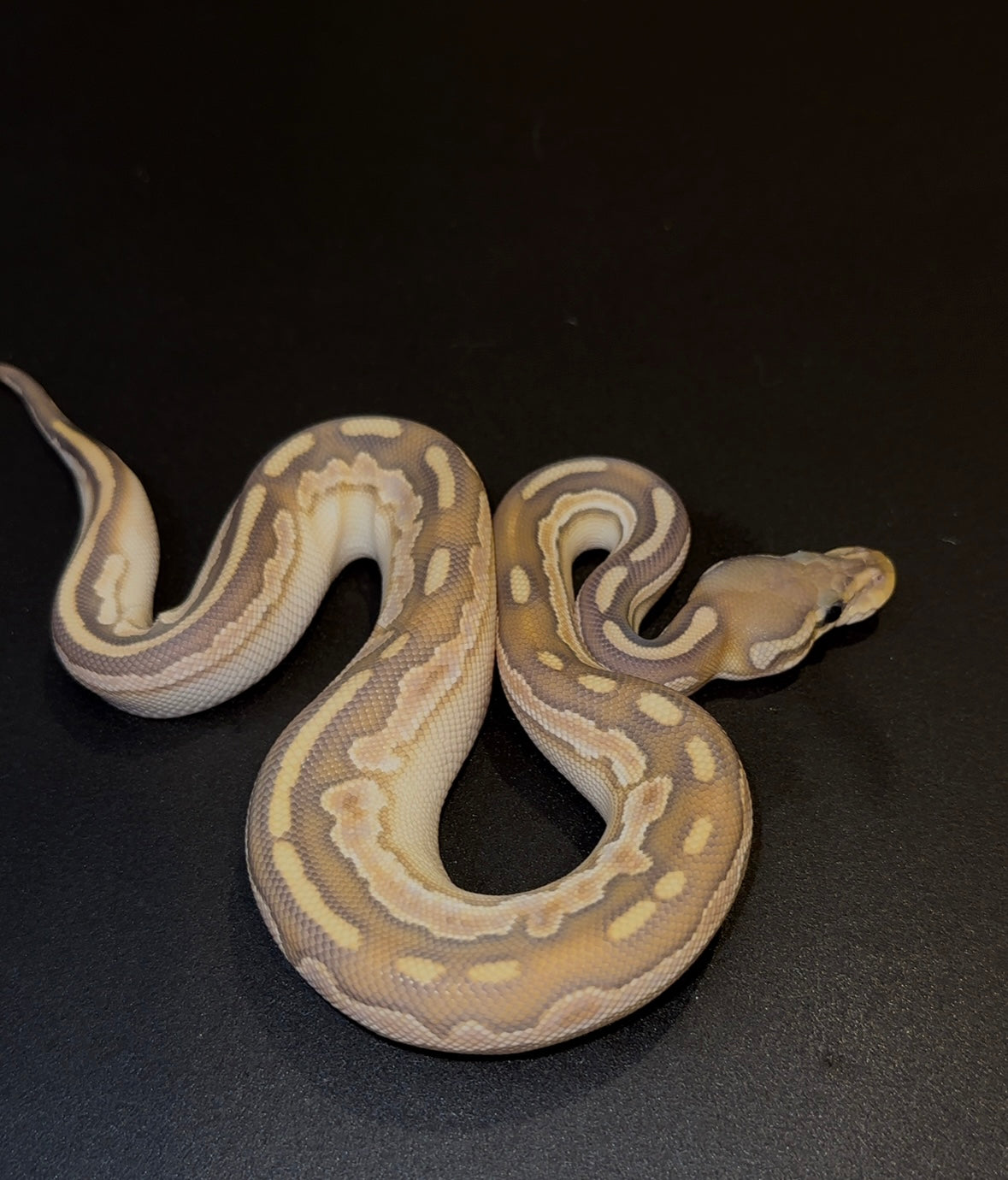 Black Pastel OD Lesser Calico YB Hypo hembra