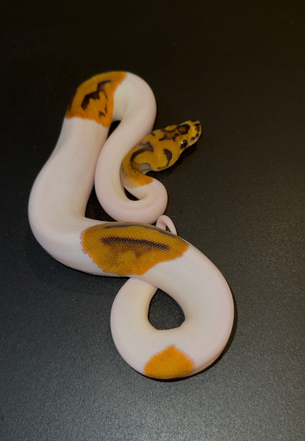 Clown Pied hembra