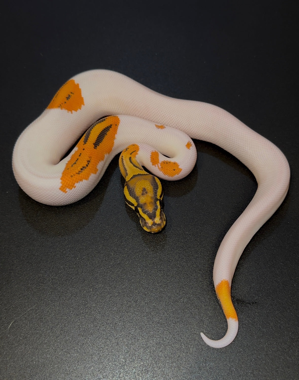 OD YB Hypo Pied macho