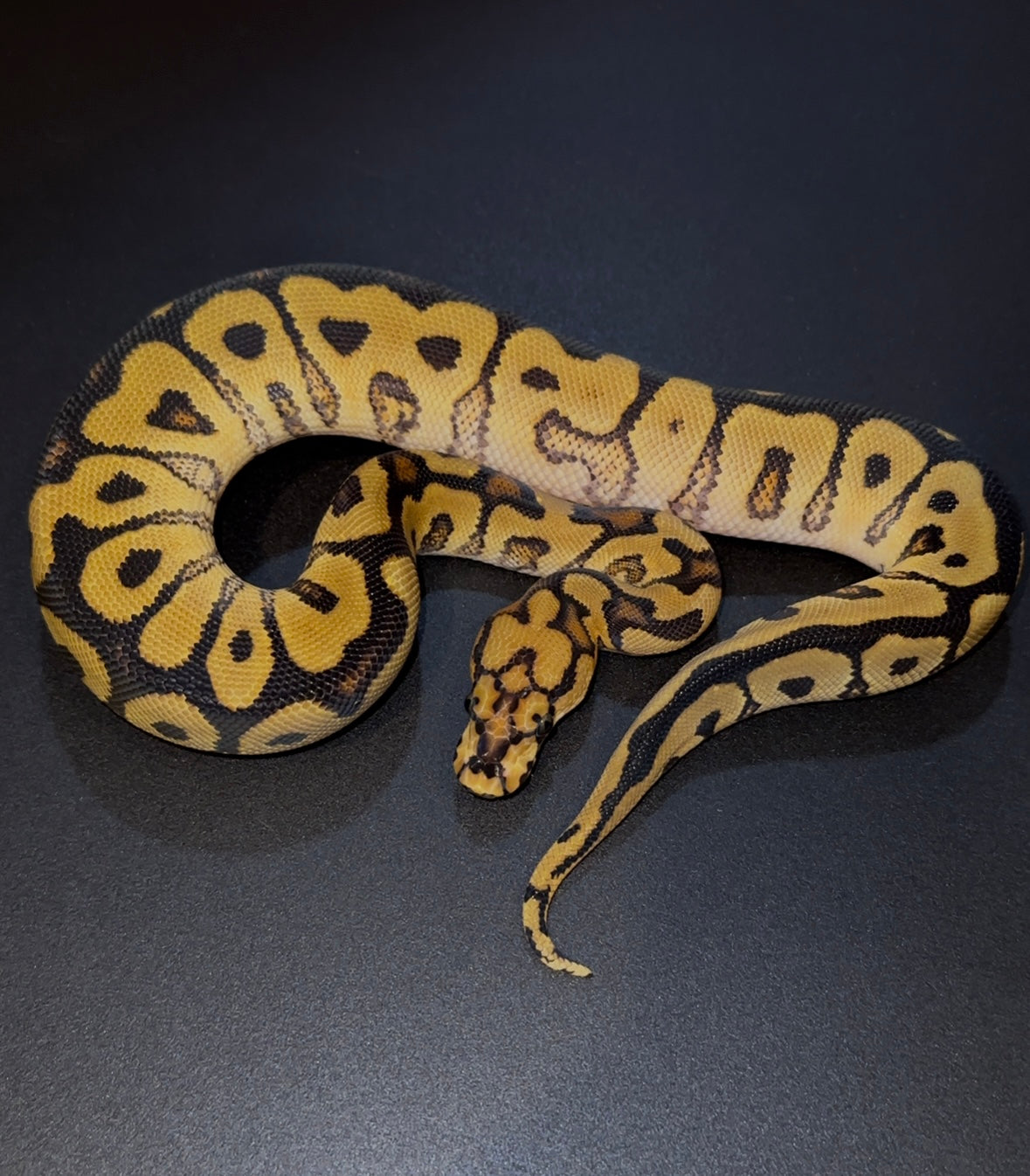 Spotnose YB Clown hembra