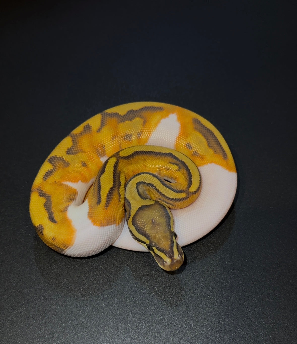 Enchi Hypo Pied macho