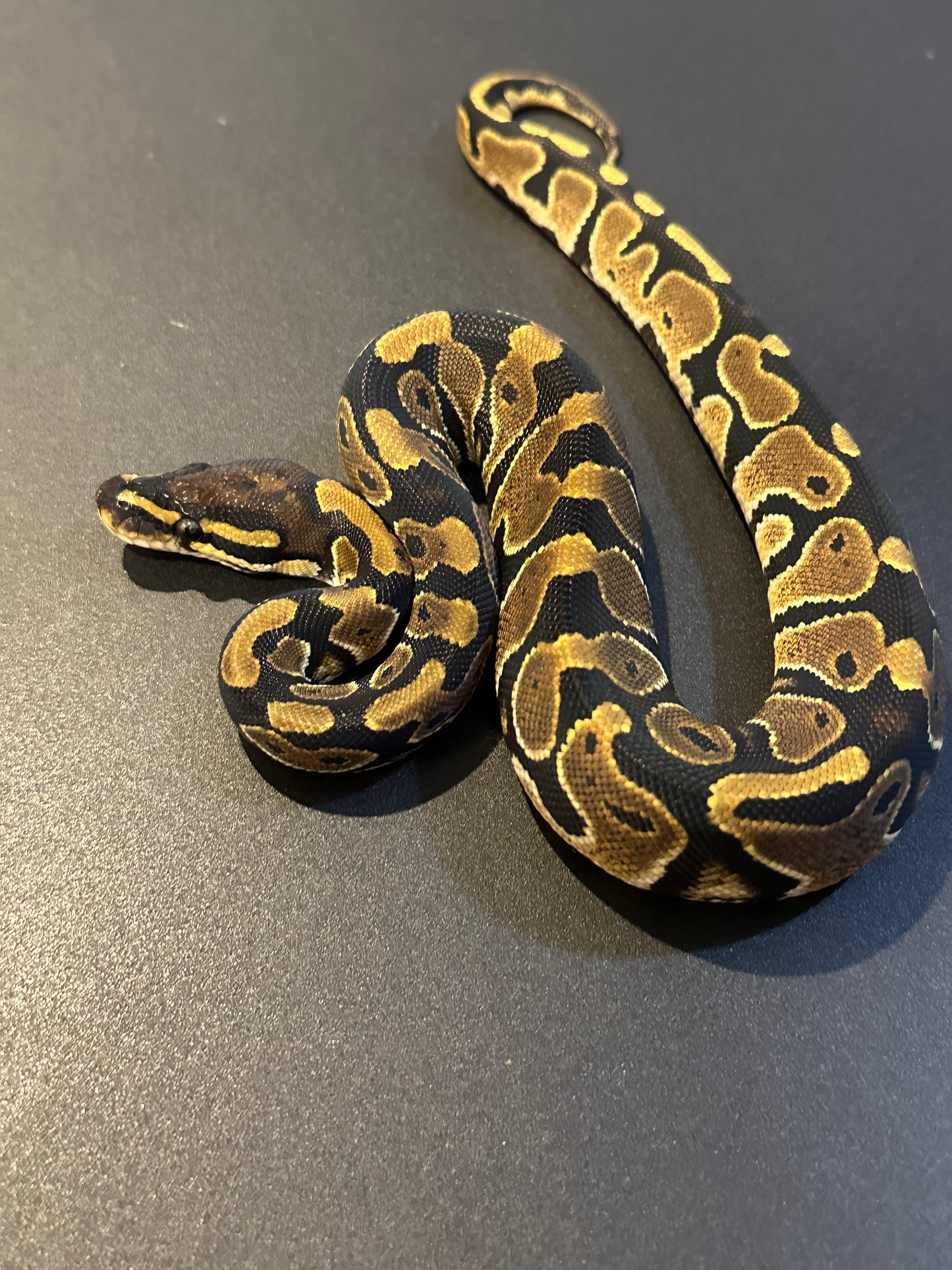 Nominal doble het Hypo Pied hembra
