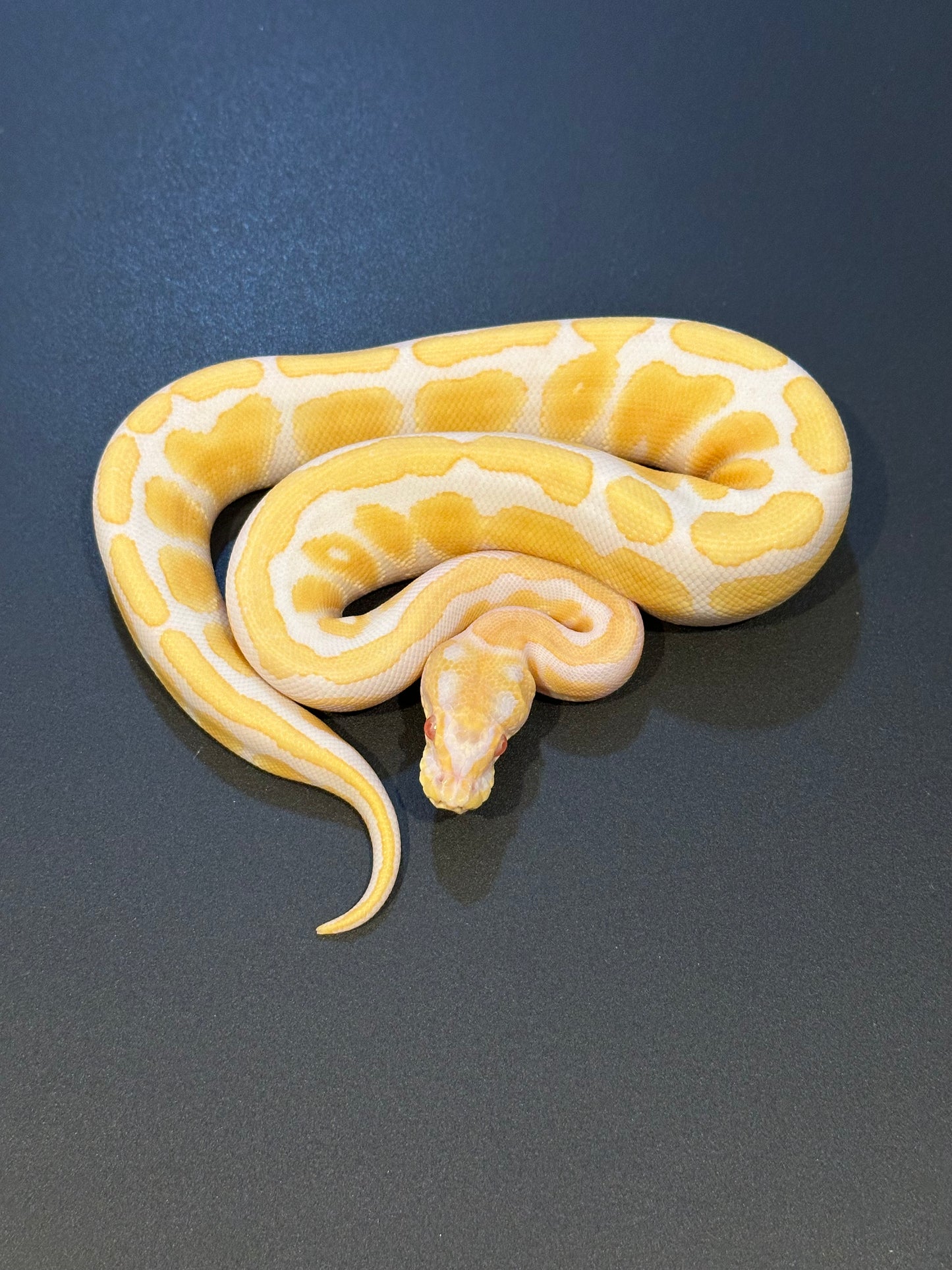 Albino het Pied poss Mahogany Macho